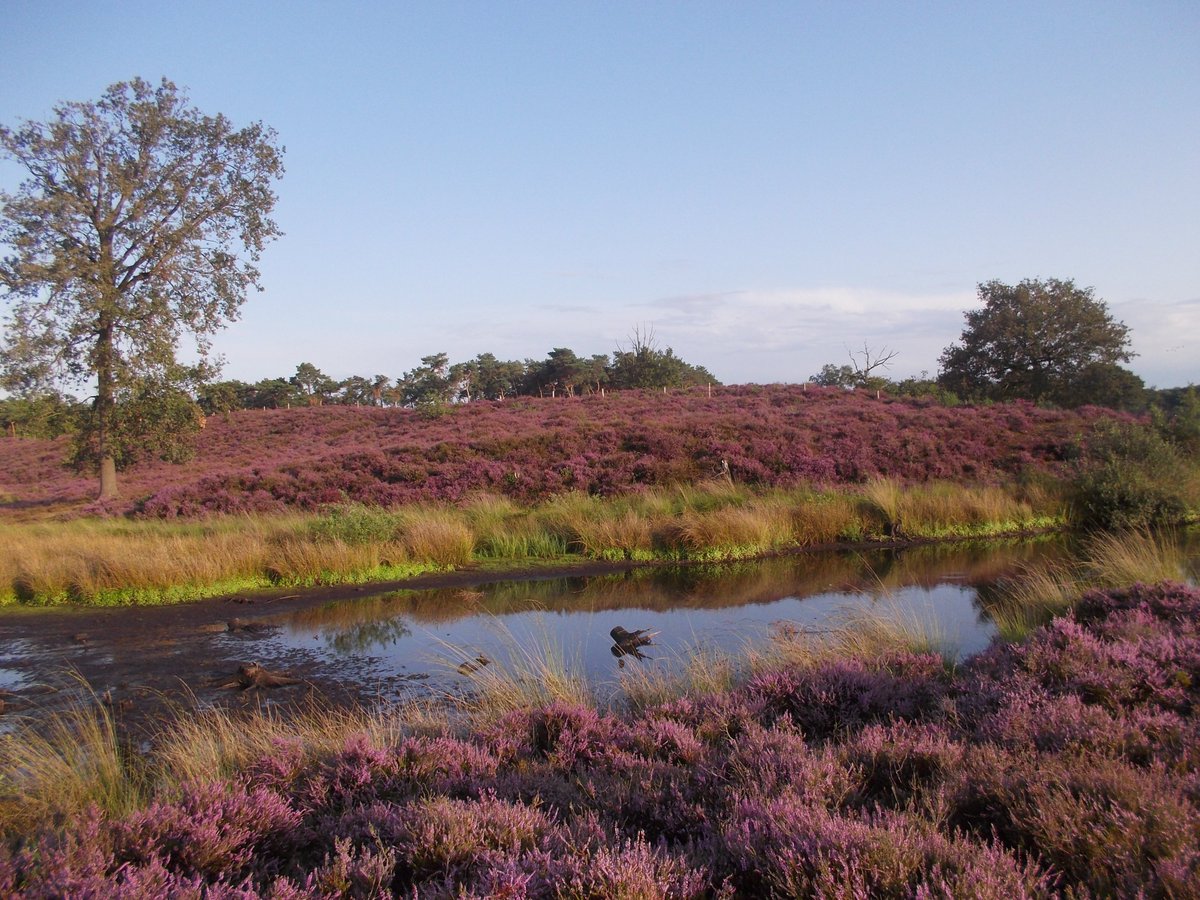 groenesteden's tweet photo. #heide staat in bloei Hatertse en Overasseltse #Vennen @staatsbosbeheer #beleefdenatuur https://t.co/lgAfFgu65R