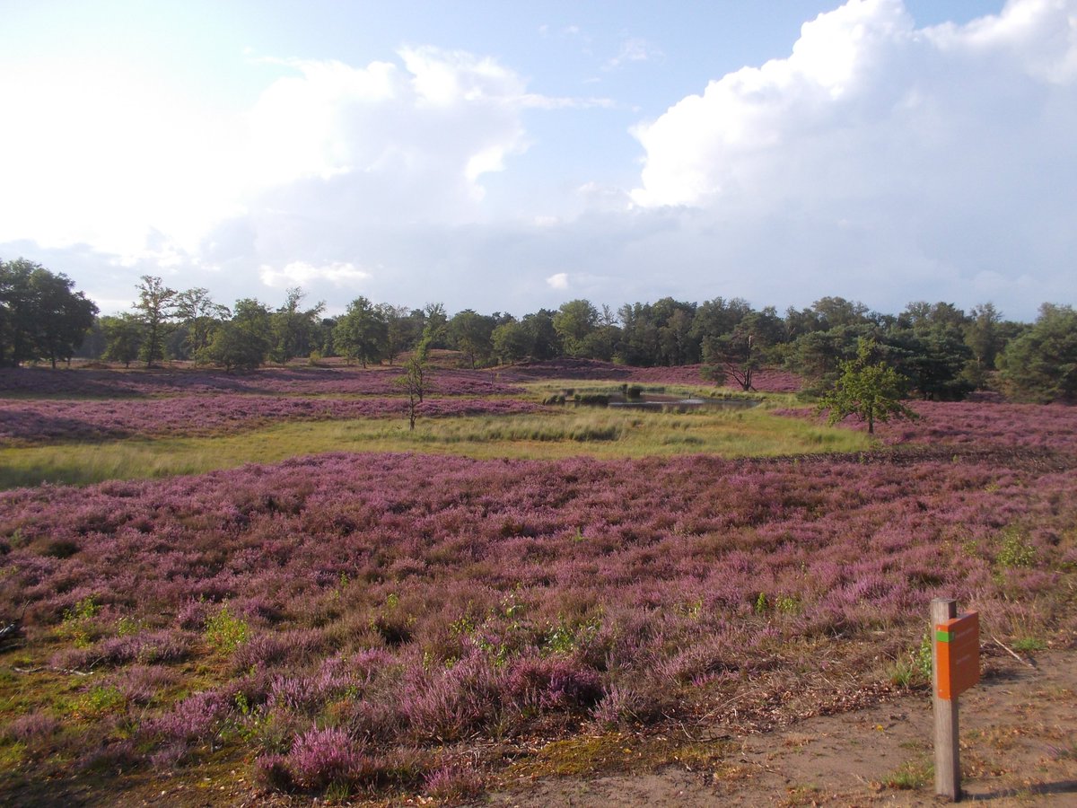 groenesteden's tweet photo. #heide staat in bloei Hatertse en Overasseltse #Vennen @staatsbosbeheer #beleefdenatuur https://t.co/lgAfFgu65R