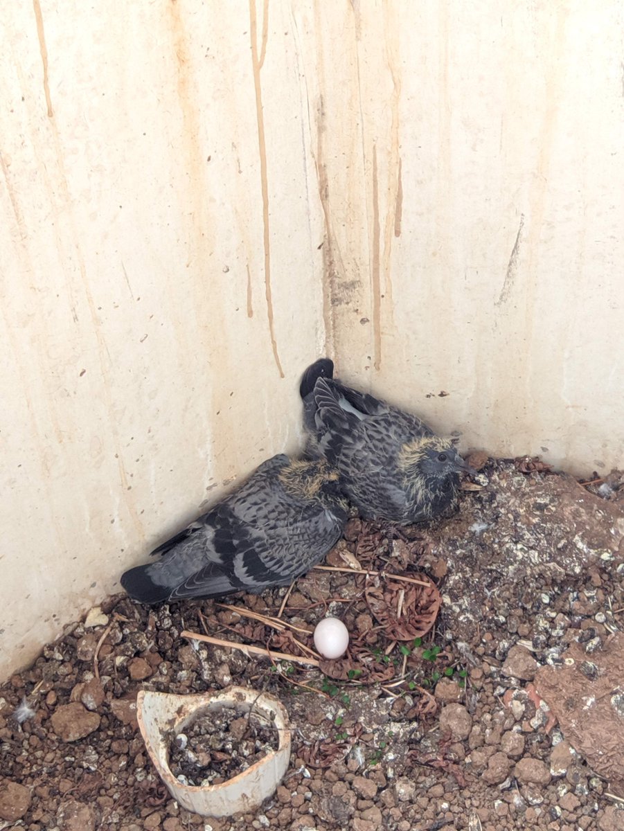 soknet's tweet photo. El turno 2 todavía no ha aprendido a volar, y el día 11 llegó el primer huevo del turno 3, y el día 13 llegó el segundo huevo. ¡Ale! ¡Ale! ¡A volar! ¡Que vienen metiendo presión! :-D https://t.co/L6OgEon2jh