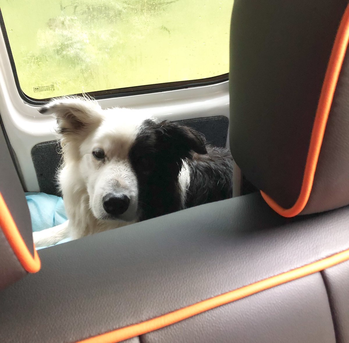 zakthecolliedog's tweet photo. At least weโve got our own space in the van. #harmerfamilyadventure #exploringlocal #coniston #hiking #swimming #collies #rain #vwvan #zakthecolliedog https://t.co/c4sgMu2lTG