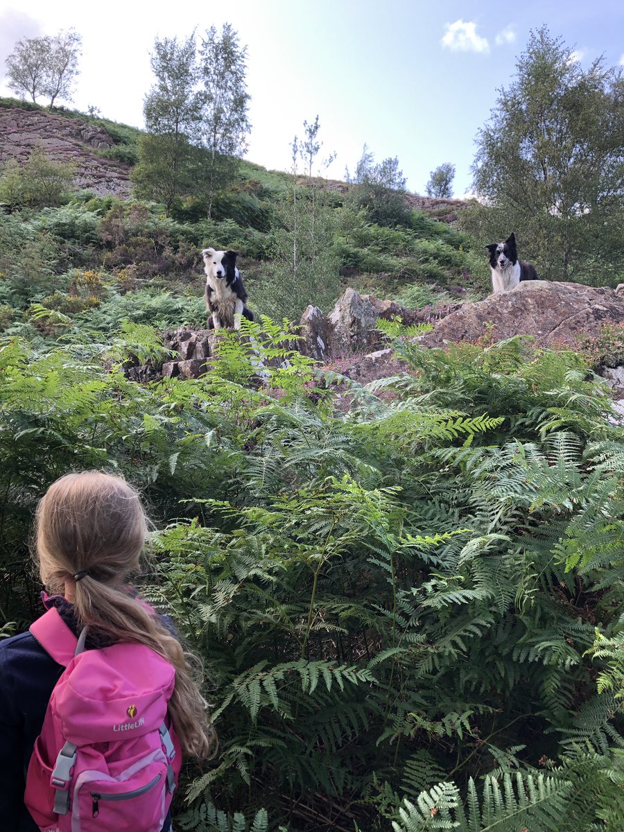zakthecolliedog's tweet photo. At least weโve got our own space in the van. #harmerfamilyadventure #exploringlocal #coniston #hiking #swimming #collies #rain #vwvan #zakthecolliedog https://t.co/c4sgMu2lTG