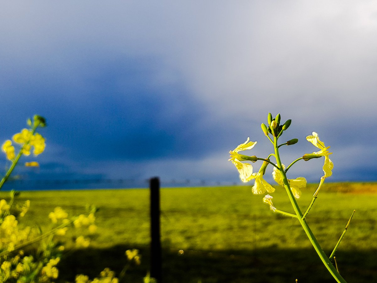 KaymarPhotogra1's tweet photo. #wheatbelt #DiscoverRegionalWesternAustralia #WesternAustralia #photography #Meckering #storm #rain #flowers https://t.co/3FVZp8ZwrC