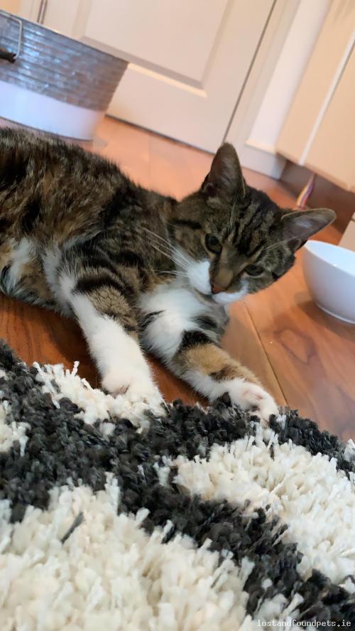 Female cat found on 14/08/2019 in Terenure Road East, #Dublin 6 - lostandfoundpets.ie/p82534 #fpie