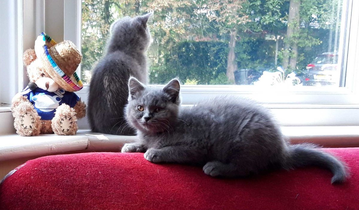 FrogEducation's tweet photo. It's always great to have a fix of our fluffy friends and so this picture sent by @claremabey of her kittens 'Wendy' and 'Burt' meeting Widget was all the #wednesdaymotivation needed. **Warning** contains extreme cuteness!
#widgetontour https://t.co/D6chgrl9NJ