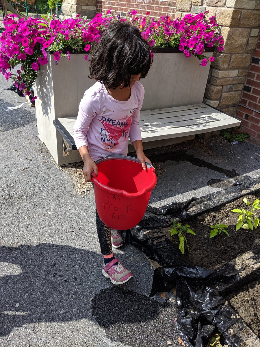 HeatherTechTST's tweet image. Our last week at #projectinnovation has us appreciating pollinators, and seeing how plants need sunlight to grow! Our #palletgarden is full of peppers and lettuce that are thriving with the attention to soil and moisture. @NortheastES