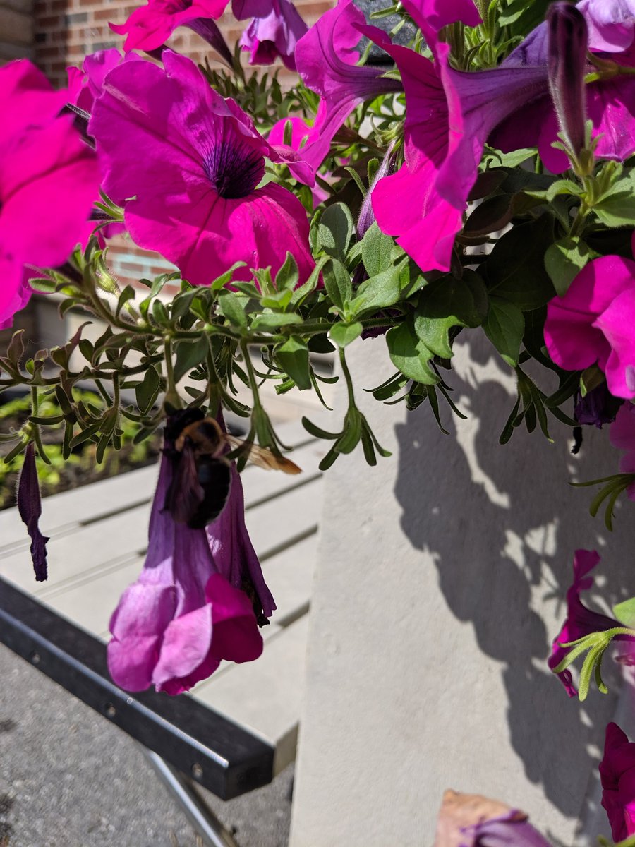 HeatherTechTST's tweet image. Our last week at #projectinnovation has us appreciating pollinators, and seeing how plants need sunlight to grow! Our #palletgarden is full of peppers and lettuce that are thriving with the attention to soil and moisture. @NortheastES