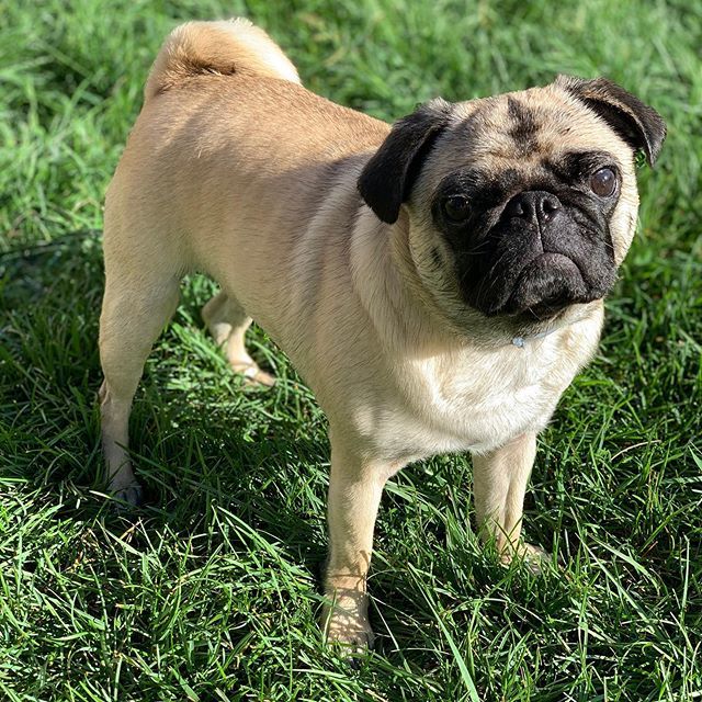 charlieharris's tweet photo. 3🎂 #TheTallulahPug https://t.co/i7NITJTiyF