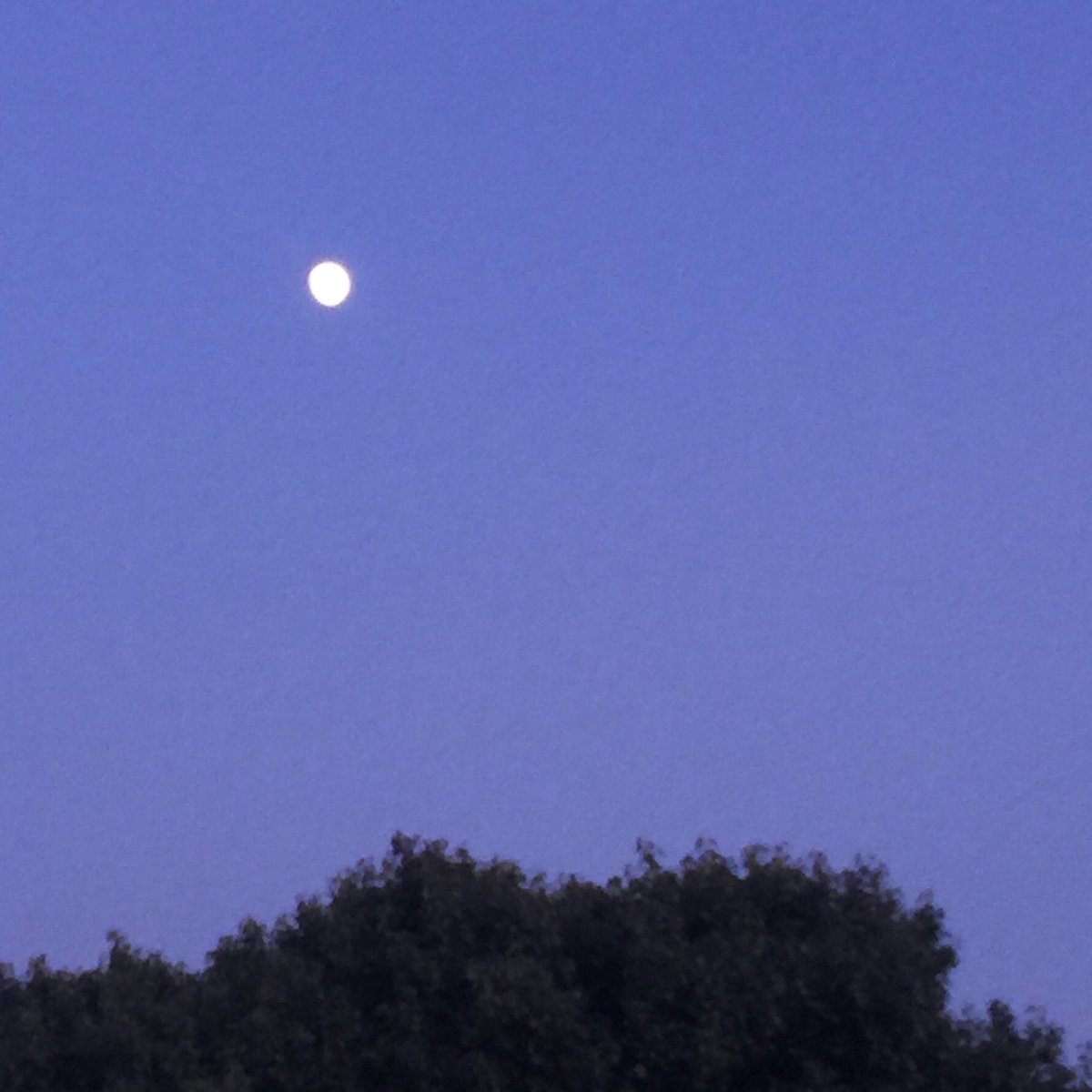 Selena_Fox's tweet photo. Celebrate the #FullMoon with tonightβs #DiviningDreams with #SelenaFox #podcast on #CSNPodcasts: Learn about #ancient #Pagan #Divine #HealingDream #Temples. Listen at 8pm eastern or later at this link: https://t.co/NfVUBZMPWD Later available via Apple Podcasts & Spotify. https://t.co/KRfpRwScAM