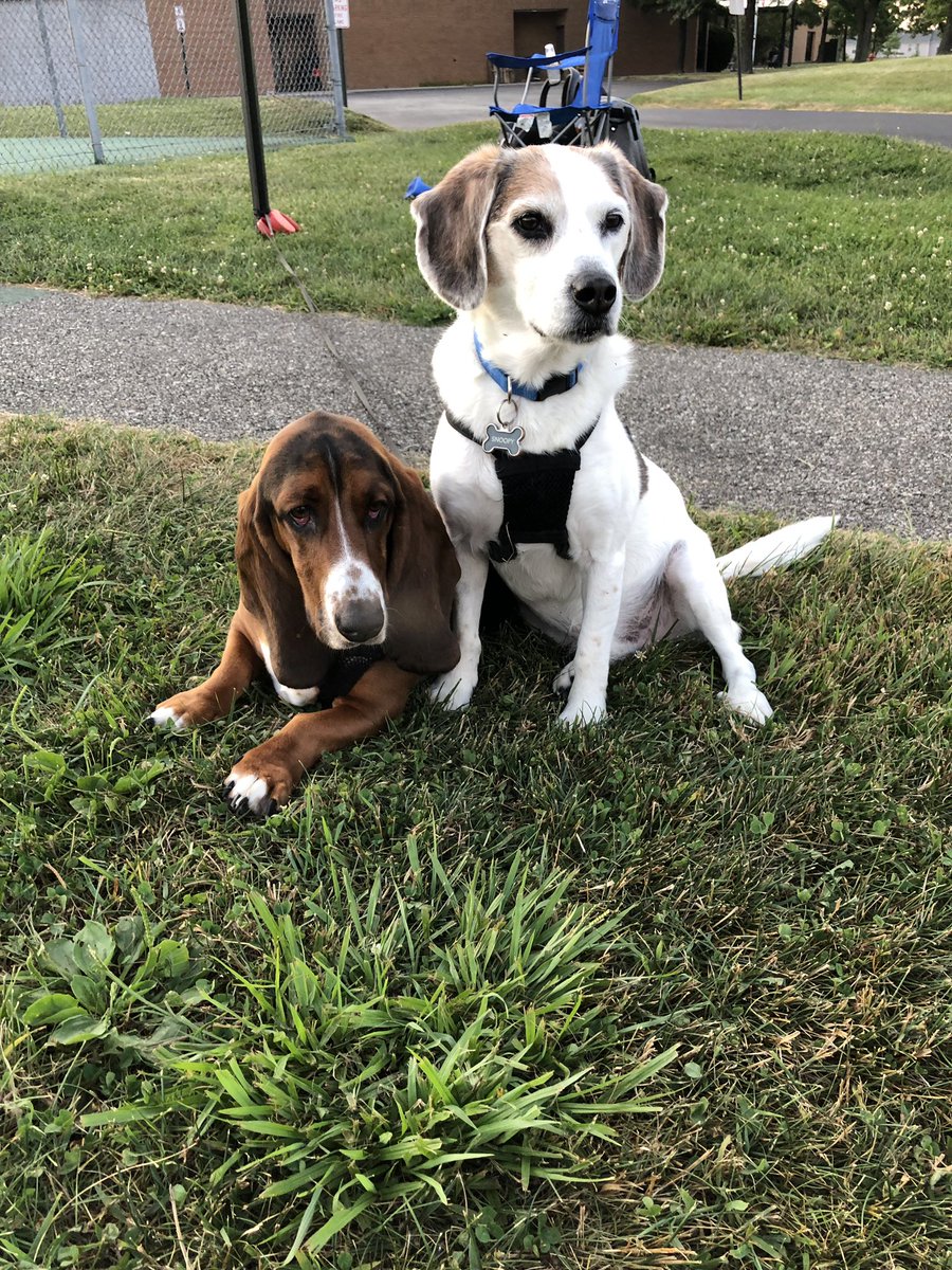 kbuze6's tweet photo. @JoelleFletcher Nothing beats having two dogs! My boys are inseparable ❤️ https://t.co/sDzij3JHUm
