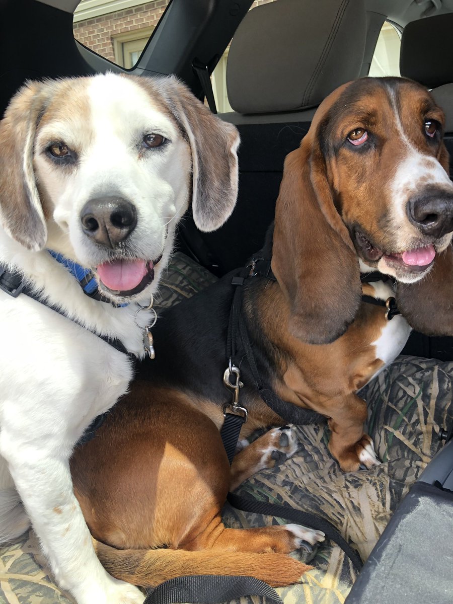 kbuze6's tweet photo. @JoelleFletcher Nothing beats having two dogs! My boys are inseparable ❤️ https://t.co/sDzij3JHUm