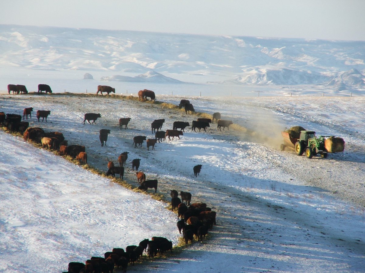 CanCattle's tweet photo. Beef producers are caretakers of the land & animals they manage #TESA2019 recipient to be announced tonight at #CDNBeefConf !!! @mclaudebibeau @cathmckenna https://t.co/8GTeABwpDq