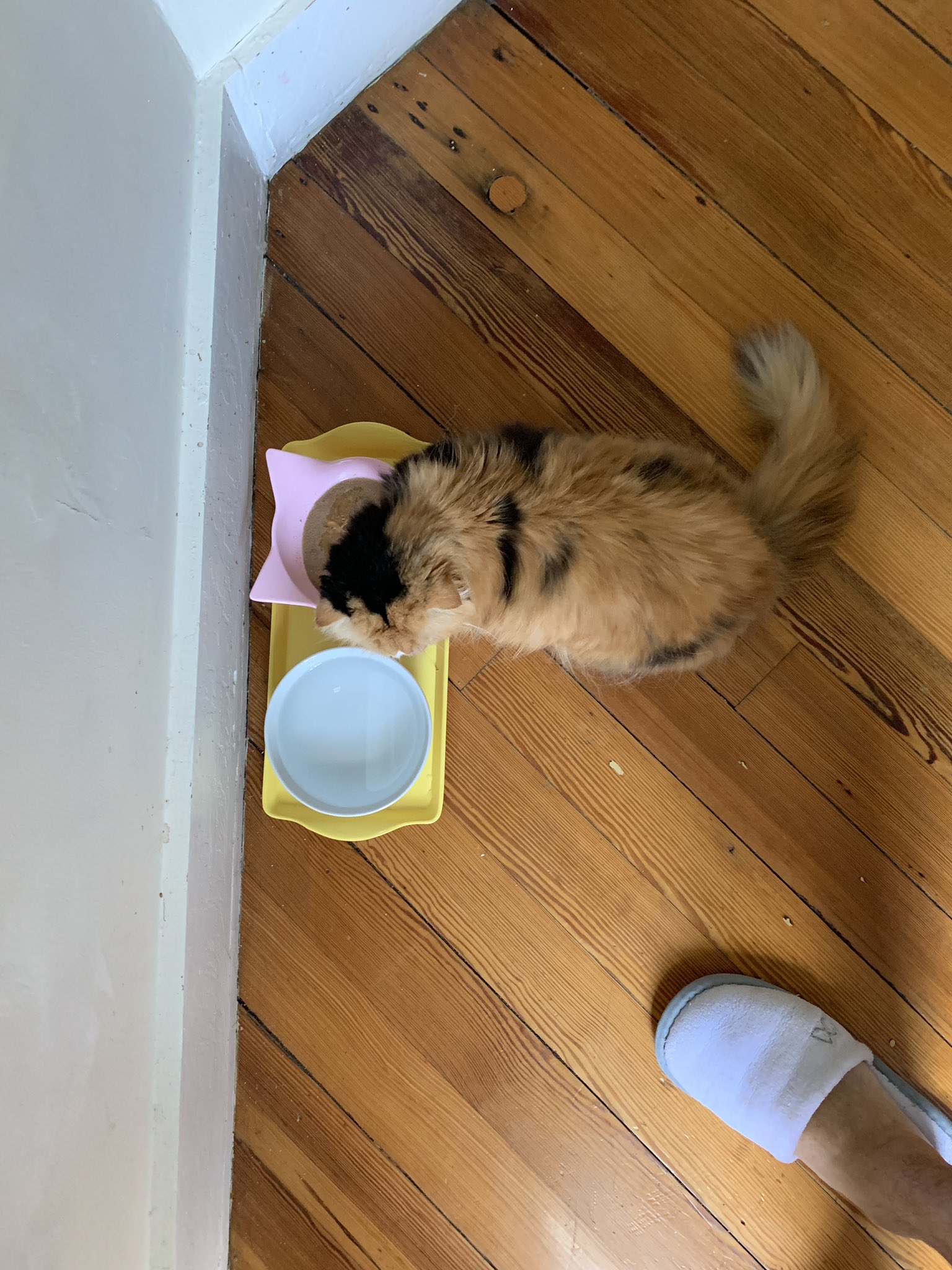 しんコロ しゃべるねこ しおちゃん 斜めに食べるt2と直角に食べるtt かわいいよね かわいいさ