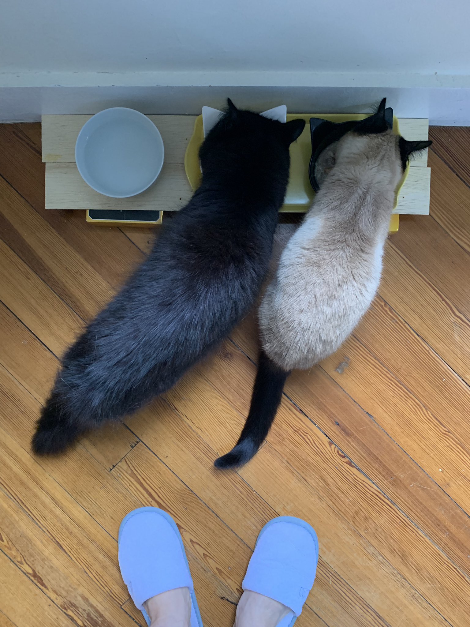 しんコロ しゃべるねこ しおちゃん 斜めに食べるt2と直角に食べるtt かわいいよね かわいいさ