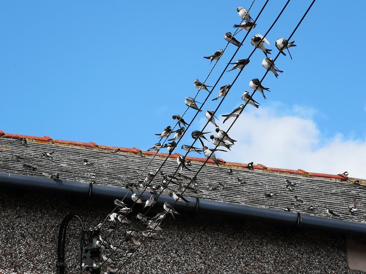 A good breeding season for House Martins at Cresswell. 110-120 enjoying the sunshine yesterday. Many juveniles. Another 90 just down the road at Lynemouth.