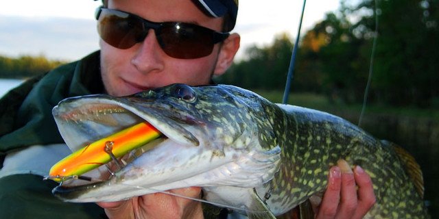 BayOutfitters's tweet photo. FLASH SALE is ends **tonight**. Use code SWEEPERFLASH to get 25% off Salmo Sweeper SE12, SE14 orSE17. Get in before it's over!
Last chance: https://t.co/EZGlDbIpUu
#flashsale #pikefishing #pike #muskie #muskiefishing #Salmo #NBO #fishinglures #sportfishing #fishingdeals https://t.co/QVgMC53Zvf