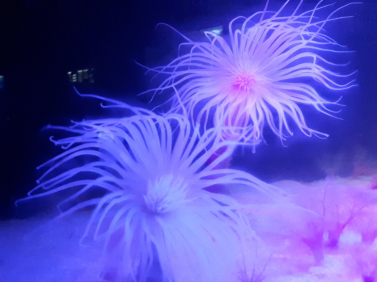 InchBrookAV's tweet photo. @streakley @2OceansAquarium We couldn't agree with you more. 
#support_two_oceans https://t.co/LqS2cPkZcc