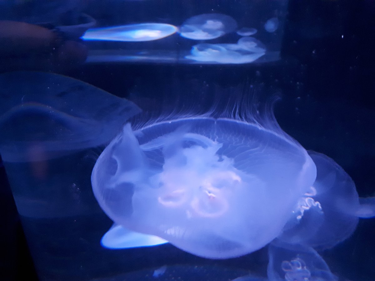 InchBrookAV's tweet photo. @streakley @2OceansAquarium We couldn't agree with you more. 
#support_two_oceans https://t.co/LqS2cPkZcc