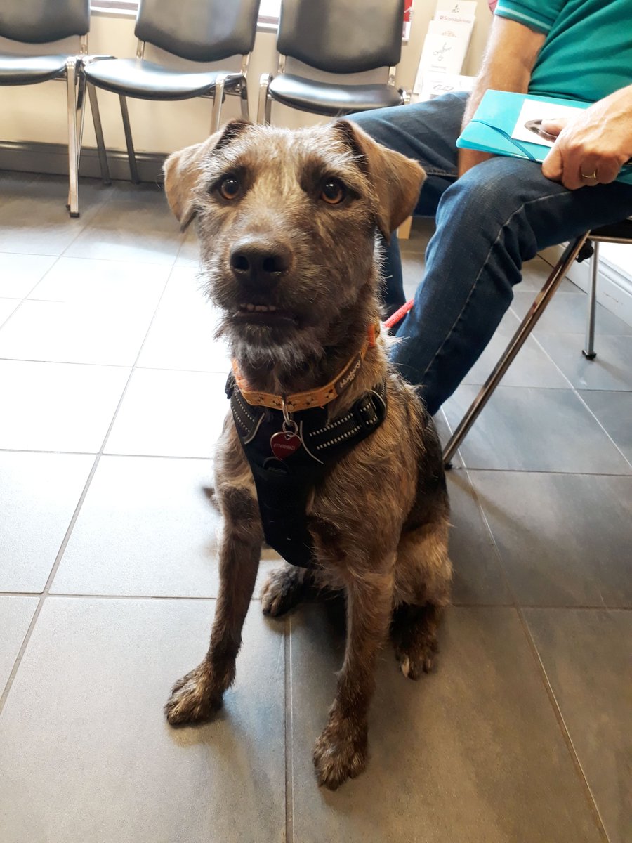 Pip visited our #Stretton practice to have her annual #vaccination.  Her owners rescued her from the @RspcaBurton in Stretton. Pip is a #terrier crossed with a #Lurcher &amp; is roughly 18 months old. She is a very friendly girl &amp; enjoyed having a sniff around reception!