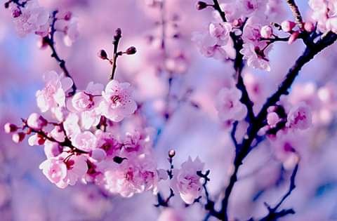 IzabelleCova's tweet photo. 🍒🍎🍒🍎
#cherryblossoms &amp; #cherryapple 🍒🍎🍒🍎🍒 https://t.co/tY1zEe42Y0
