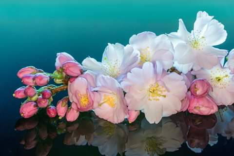 IzabelleCova's tweet photo. 🍒🍎🍒🍎
#cherryblossoms &amp; #cherryapple 🍒🍎🍒🍎🍒 https://t.co/tY1zEe42Y0