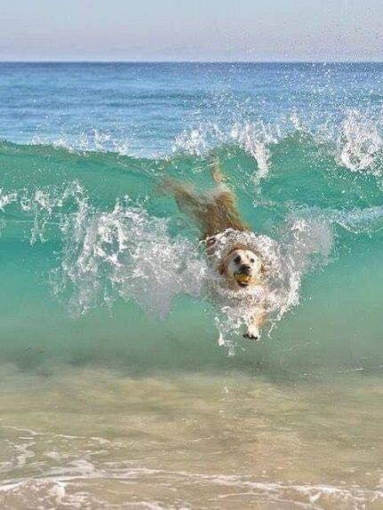 😃 #woofwoofwednesday #animalhealth #DogLife #dogsarefamily