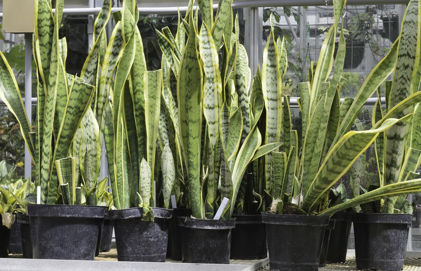 SabzerAzoh's tweet photo. Isikholokotho:

Isikholokotho plant cleans air better than most other indoor plants as it has the ability to absorb excessive amounts of carbon monoxide, additionally, it emits oxygen and filters other toxins from the air such as benzene, xylene and formaldehyde..... https://t.co/v93FmzcNyB