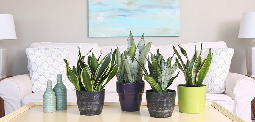 SabzerAzoh's tweet photo. Isikholokotho:

Isikholokotho plant cleans air better than most other indoor plants as it has the ability to absorb excessive amounts of carbon monoxide, additionally, it emits oxygen and filters other toxins from the air such as benzene, xylene and formaldehyde..... https://t.co/v93FmzcNyB