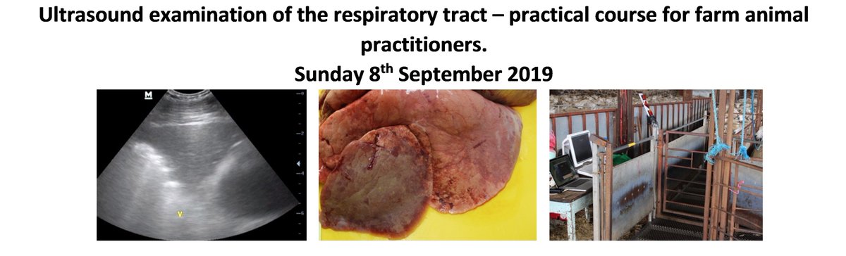 SheepVetsoc's tweet photo. Ultrasound examination of the respiratory tract–practical course for farm animal practitioners. Sun 8 Sept at Springfield Country Htl, Wareham, BH20 5AL #vets #cpd https://t.co/z0rO15DR0I https://t.co/uwD96GdiNp