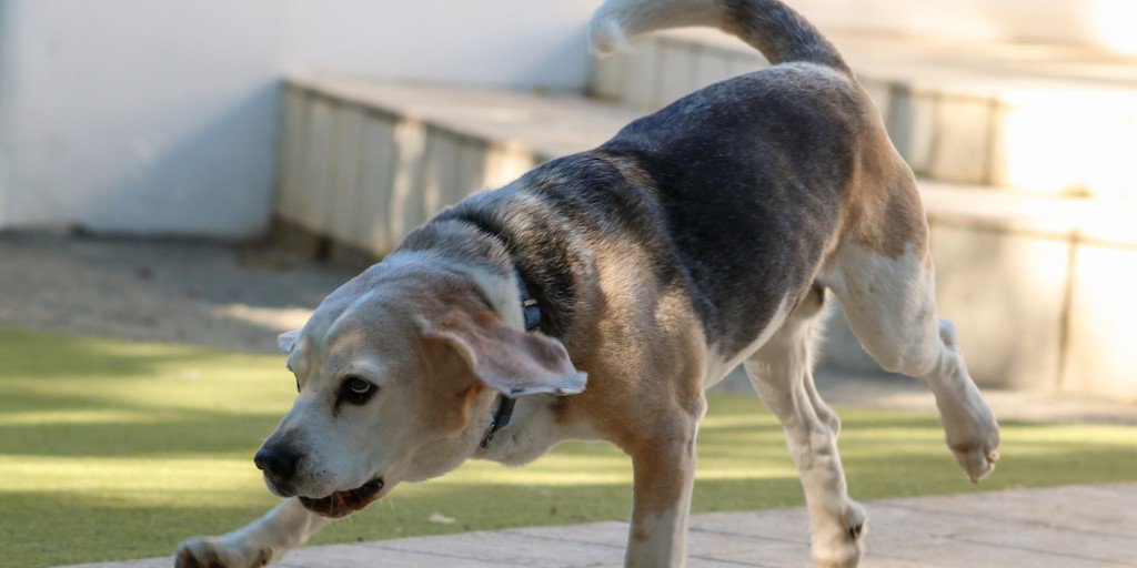 BeagleInMind's tweet photo. Is your dog scratching? Is he/she itchy? Do they ALWAYS have ear infections? Allergies might be the reason why! Read part one of our ALLERGIES blog post with Fanny Lacroix from Human, Horse &amp; Hound Kinesiothology to find out more!

https://t.co/7HmE4aX3Zc https://t.co/nvt6d940Gy
