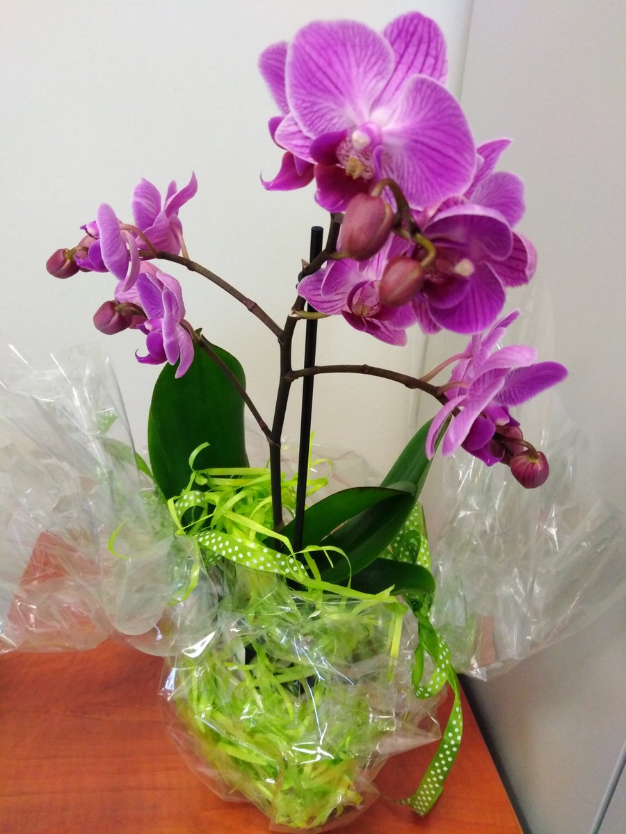 ATKrakow's tweet photo. Such a lovely flower one of our colleagues received this morning from our Cooperant 😊
#orchidshare #orchidinbloom https://t.co/9QABytDWWJ