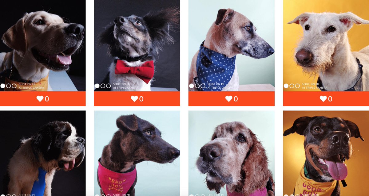 This is SO DAMN BRILLIANT. Marketing? Yes. But the sort of marketing I really appreciate. Well done <a href="/s_anuj/">Anuj Sharma</a> and team at <a href="/XiaomiIndia/">Xiaomi India</a> <a href="/CupaIndia/">CUPA India</a> “Act. Adopt. Adore”

xiaomi-cupa.com/in/

Look at all those awesome pups ❤️
So many good bois n gurls 😍