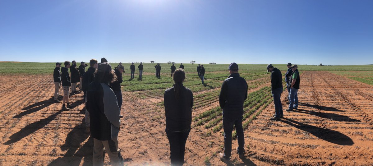 Andrew McMahen (@andrewmcmahen) on Twitter photo Thanks <a href="/JasonBrand/">SouthernPulse</a> for giving 35 Landmark Agros a tour of his Mallee pulse site this morning. Some great stuff to see on a perfect Mallee morning. If you get the chance get out for a look. Thanks <a href="/JasonBrand/">SouthernPulse</a> for giving 35 Landmark Agros a tour of his Mallee pulse site this morning. Some great stuff to see on a perfect Mallee morning. If you get the chance get out for a look.