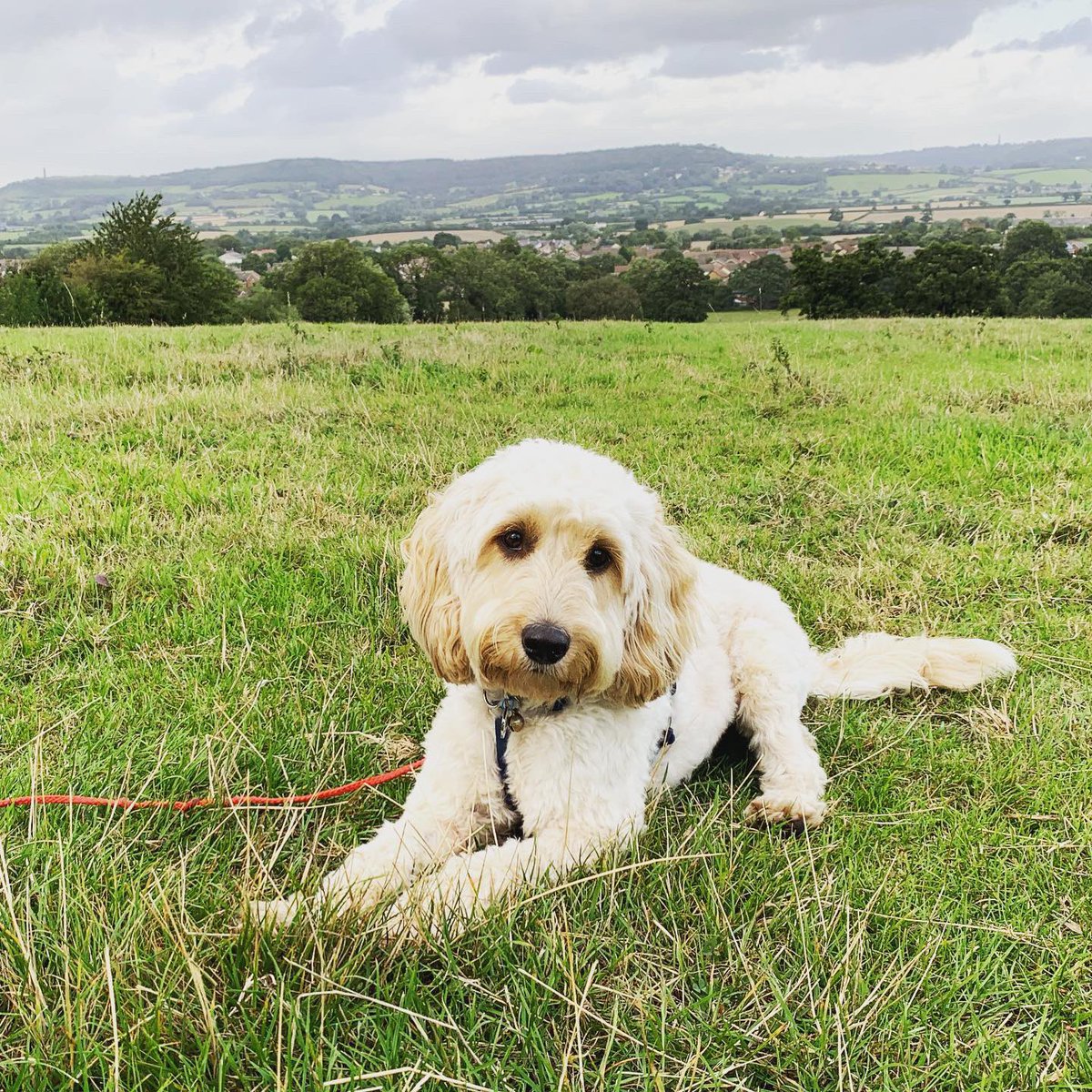 How gorgeous is Barley? He had his first stay with Barking Mad recently and was such a good dog. #dogsitting #dogboarding #dogholidays #forestofdean #wyevalley #glosbiz #cockapoo #dogsoftwitter