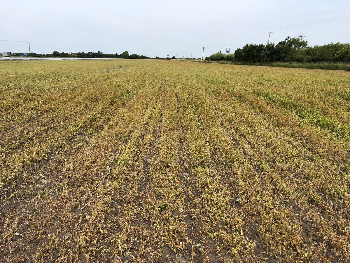D & L Growers Ltd tweet media