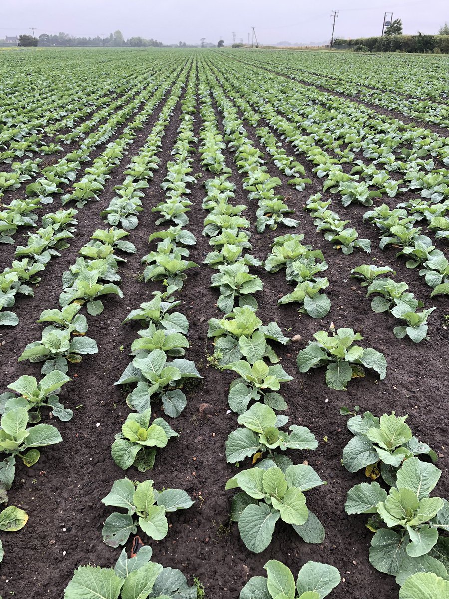D & L Growers Ltd tweet media