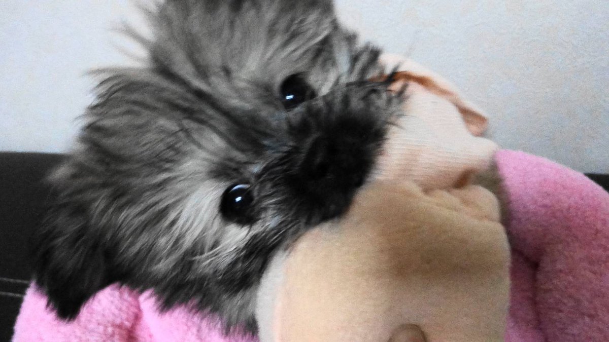 Mappy330301's tweet photo. コロ助の赤ちゃん時代の写真🐶間違えて削除してしまったけど、娘のパソコン💻にデータ残ってた😊 https://t.co/Nj5kQ2h9So