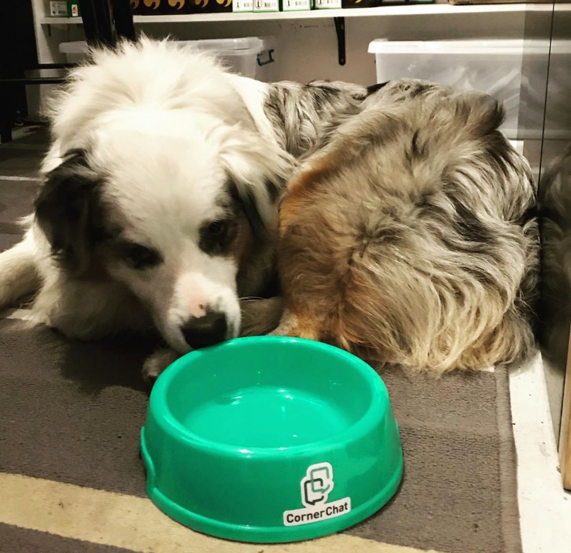 A gift for the hardest working staff member <a href="/JohnsonBicycles/">Johnson Bicycles</a> 
#bikeshop #shopdog #ShopLocal #cyclinglife