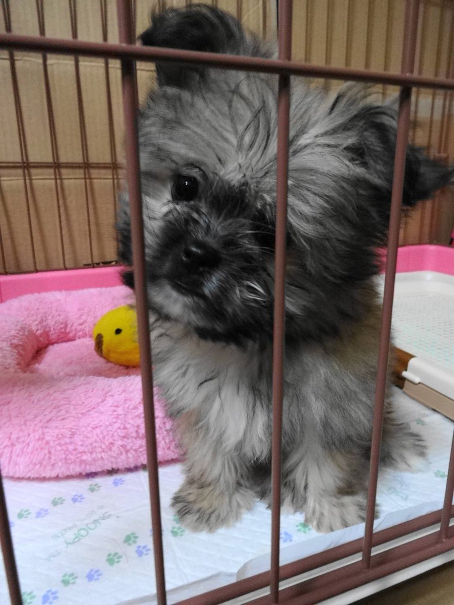 Mappy330301's tweet photo. コロ助の赤ちゃん時代の写真🐶間違えて削除してしまったけど、娘のパソコン💻にデータ残ってた😊 https://t.co/Nj5kQ2h9So