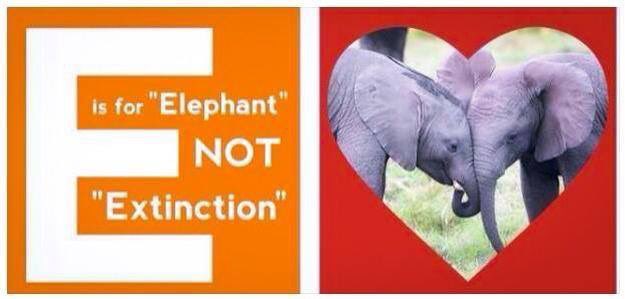 elephantsdc's tweet photo. SAVE ENDANGERED SPECIES FROM #EXTINCTION
There‘s NO excuse for perpetual reaping of sacred #life for greed’s sake. Go to #Mars for “resources” or reap them elsewhere by pursuing @StarTrek technology innovation — the #earth has had enough! #Evolve now #AppendixII #TheLastElephants https://t.co/sXAfRNjAOP
