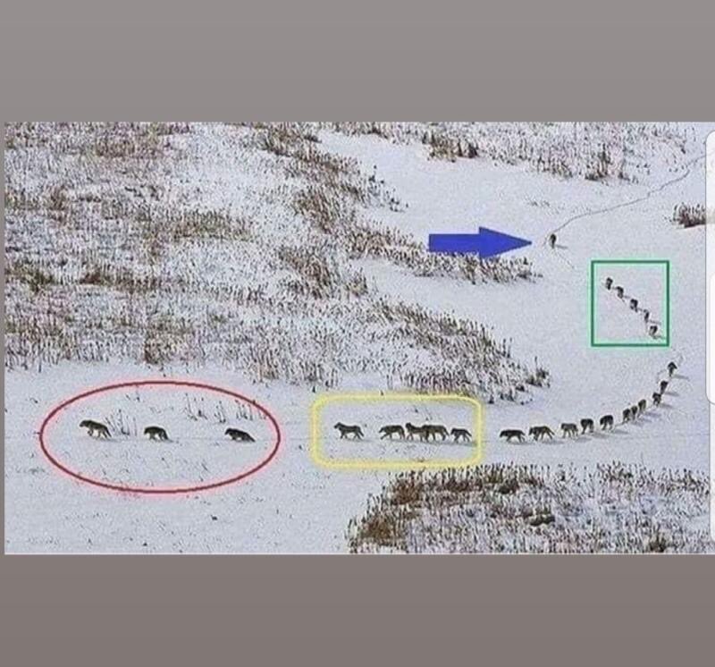JWonCATCHING's tweet photo. WOLFPACK MENTALITY
FROM JEFF KRUSHELL BASEBALL CANADA 

Old/sick in front.

Strongest next protecting.

Pack next.

Next strongest protect rear.

Alpha last ready for anything leading from rear. 

Being a leader is not about being out front. It means taking care of the team. https://t.co/fK48ajnI5M