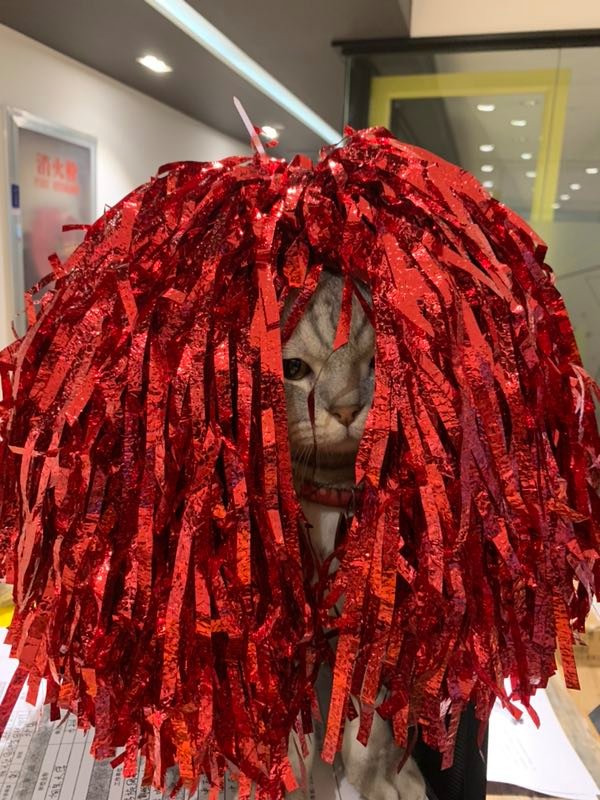 RainbowHorseH5's tweet photo. We love to dress our cats in new #Cosplay and clothes every time we can 
 #GeekyThingsAboutMe https://t.co/AEoxAQ2ob2