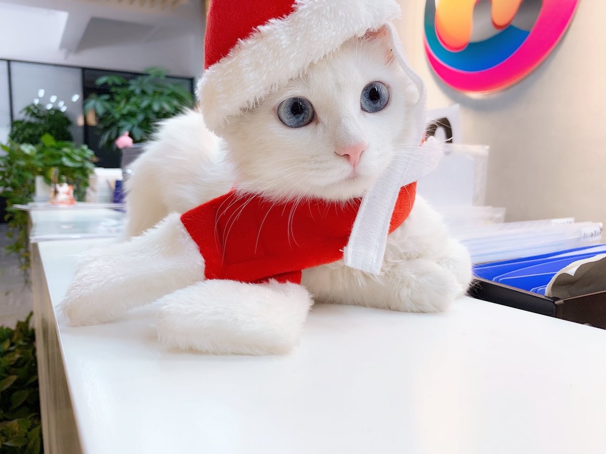 RainbowHorseH5's tweet photo. We love to dress our cats in new #Cosplay and clothes every time we can 
 #GeekyThingsAboutMe https://t.co/AEoxAQ2ob2