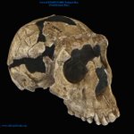 Photo by AfricanFossils (@AfricanFossils)
