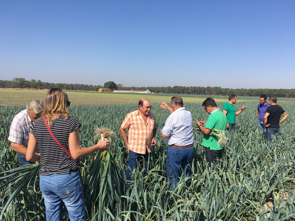 sipcam_iberia's tweet photo. La semana pasada vimos los resultados de nuestra gama de productos #StiloMicro en el #cultivo de puerros en el cultivo del puerro en la localidad de Chatún 🌱. ¡Una jornada fantástica en la que los #resultados fueron todavía mejores! ✌️ Descubre más 👉 https://t.co/FxLIiYHMIO https://t.co/SrpotZIQfw