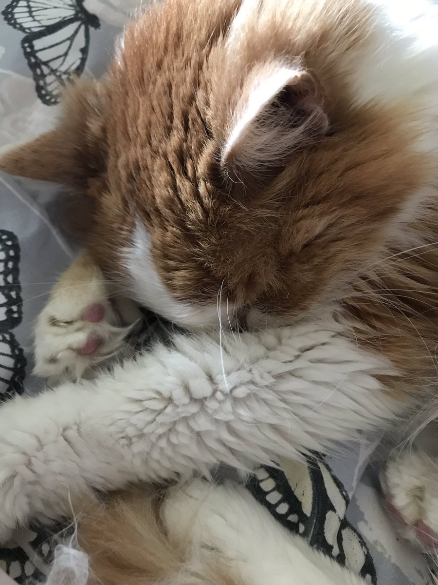 MaddyTSpeaks's tweet photo. My old friend has been with me through thick and thin. He senses my #fibro flare up and is by my side constantly. What a babe. https://t.co/VIRTifMf8K