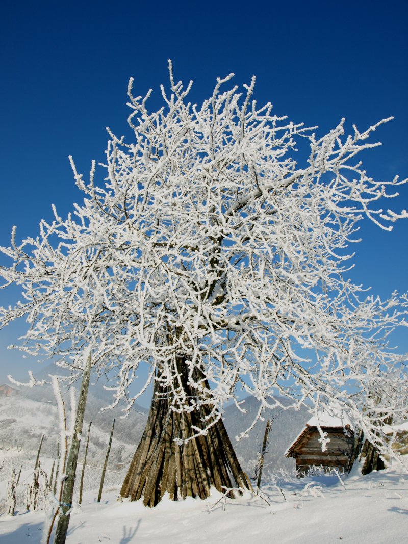 DHMZ_HR's tweet photo. Sutra završava #WMO natječaj za najbolje #fotografije. Prijavite se!
https://t.co/0IbQQ1zBOS
Foto: Krešimir Kufrin #kalendarDHMZ #prosinac https://t.co/cosdosxriQ