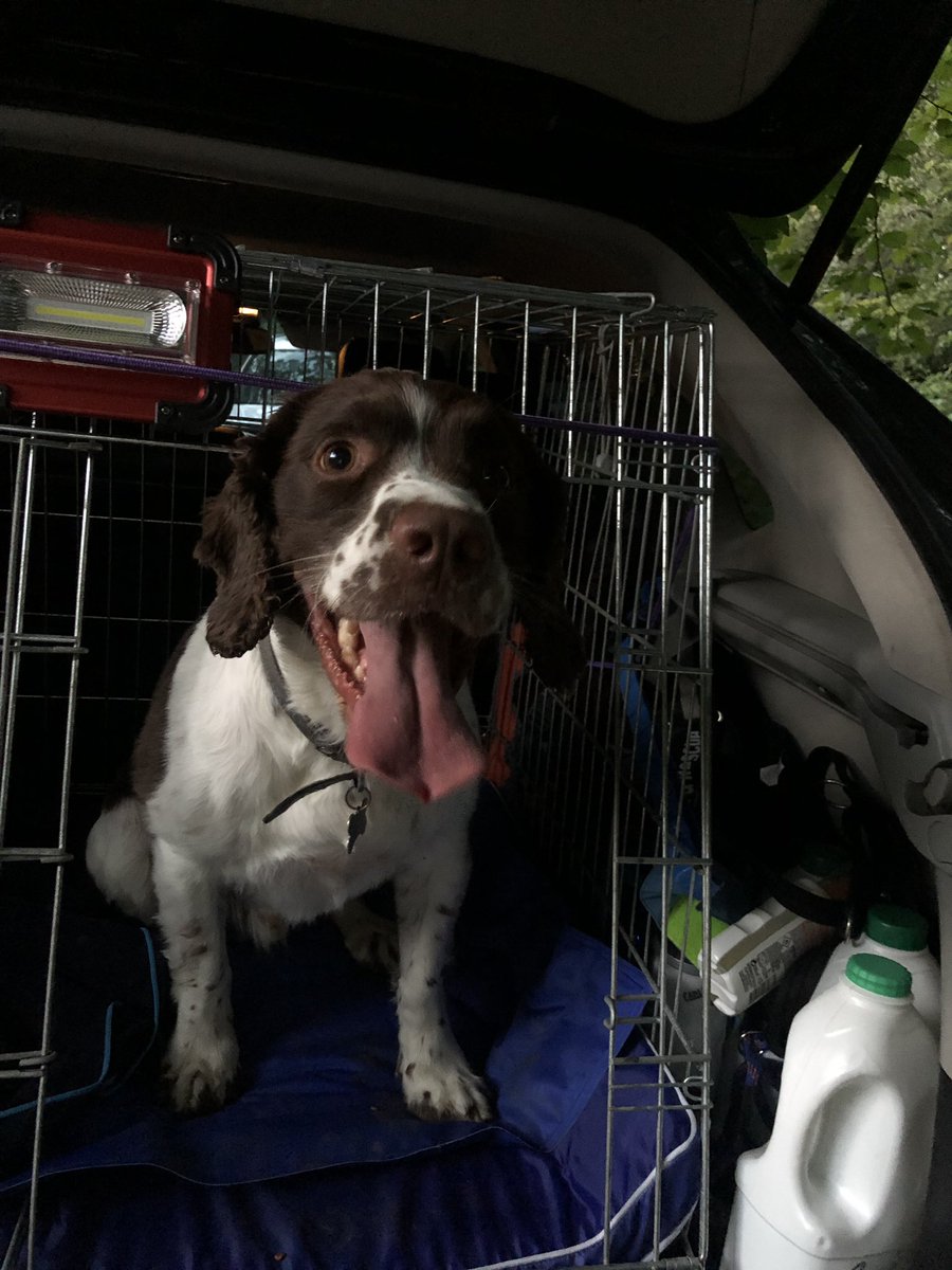 SearchDogsBucks tweet media