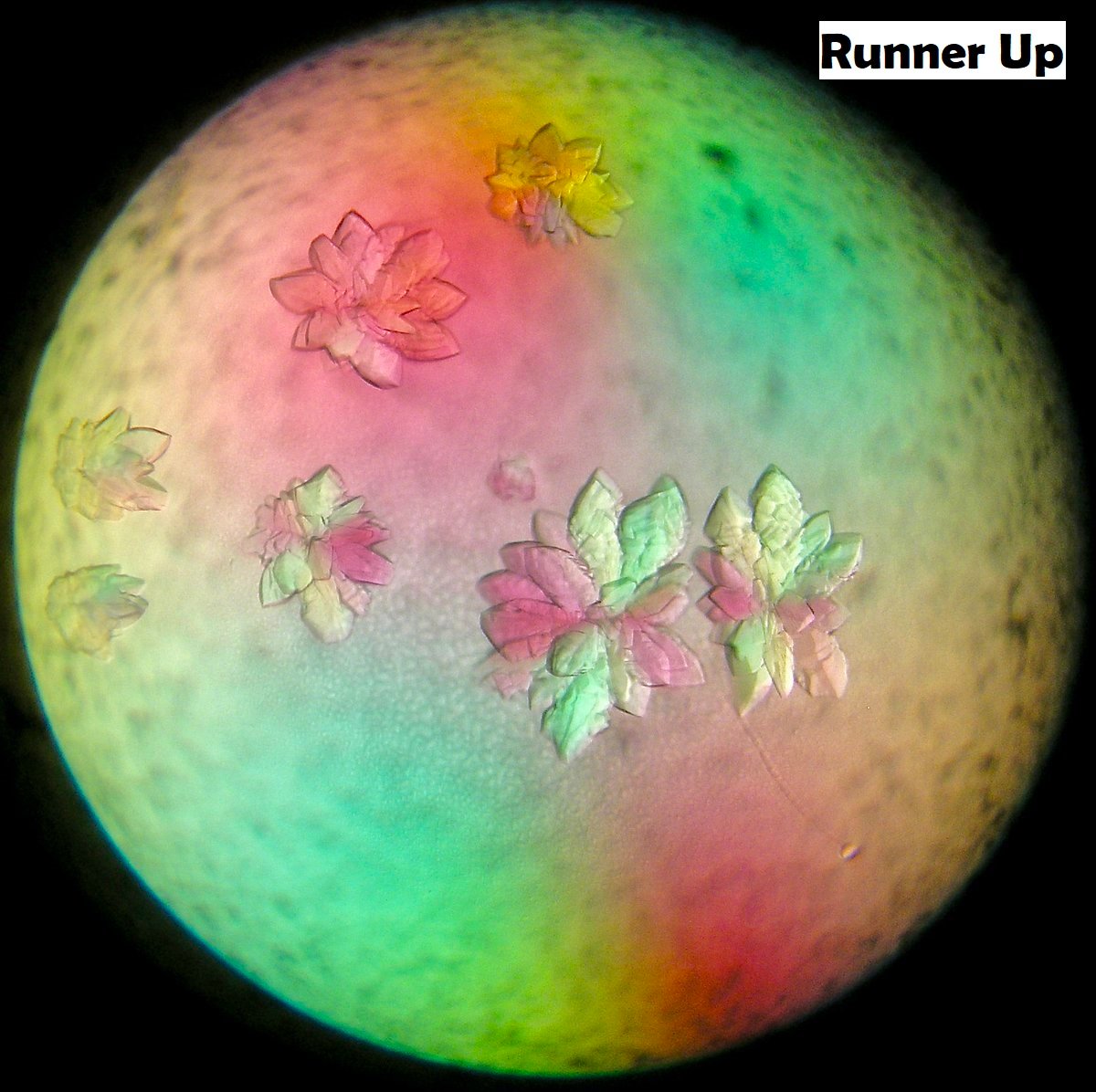 And so, the time has arrived... 

Congratulations to the Eclypse Crystal Image Award 2019  #WINNER James Noble from <a href="/SussexDDC/">SDDC</a>!!💐🥳

Also congratulations to our runners up Sarah N. <a href="/sonnyandsar/">Sarah N</a> from #Cambridge &amp; David Rice, Hayley Owen and Sheila Nathan <a href="/sheffielduni/">The University of Sheffield</a> <a href="/MbbXray/">MBB-Xray</a> 💐