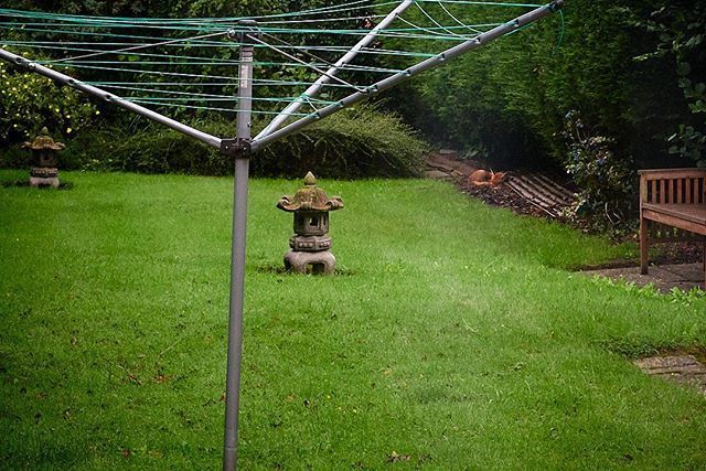 hughhamilton's tweet photo. Ideas on Photography - Fox asleep in my garden, early morning!
.
.
.
#fox #sleep #curledup #garden #grass #trees #washingpost #morning #window #notaleica #ntuart @ntuart #hughhamilton #hughvhamilton #light #ideasonphotography #archives #memory #leice… https://t.co/dox20r4JZy https://t.co/oWmmlmydtT
