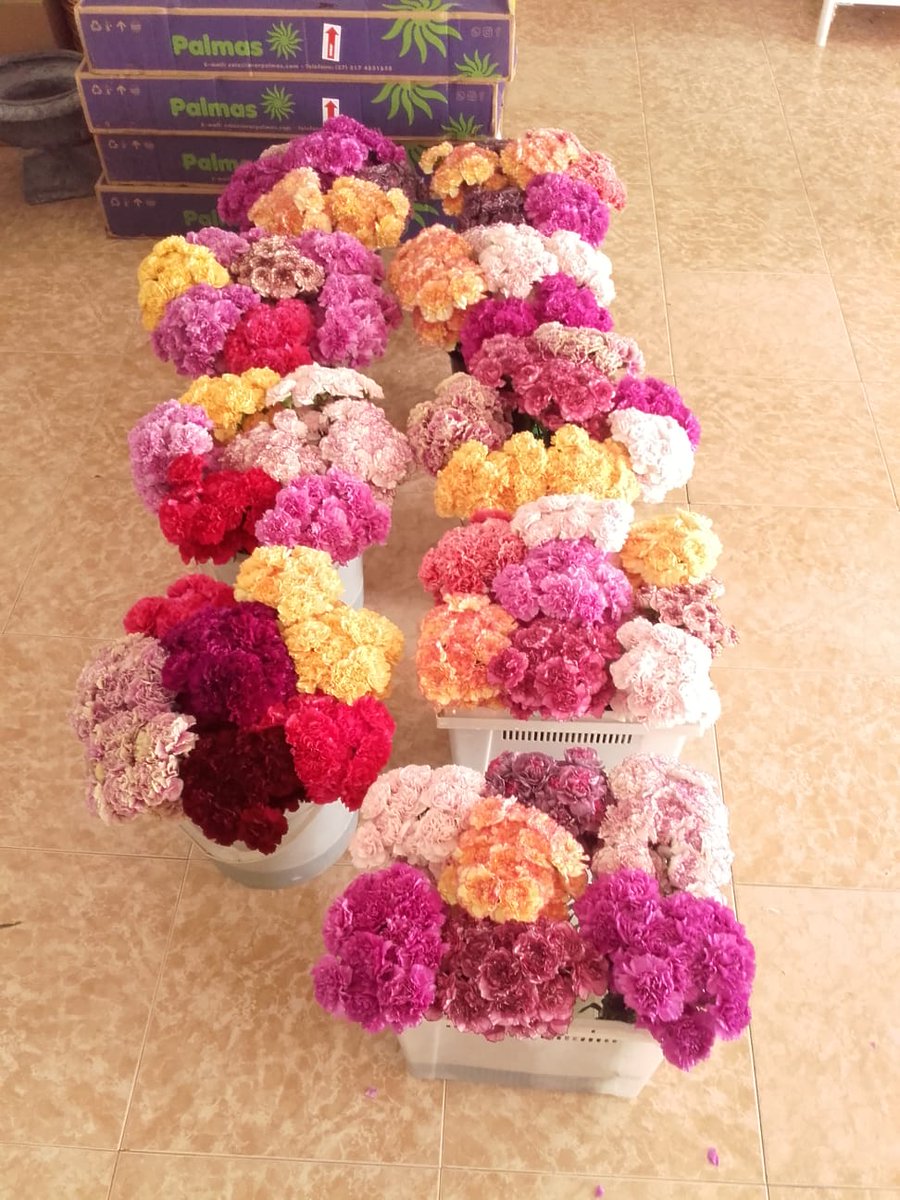 Desde la Hermandad nos enorgullece anunciar que los grupos jóvenes de nuestras hermandades de penitencia han tenido a bien organizar una Petalada en la C/ Morón en honor de Nuestra Patrona.

Invitamos a todos los moriscos a disfrutar en este detalle 

Foto: Manuel Melero Limones